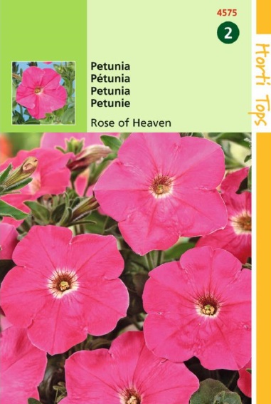 Petunia Rose of Heaven - 2000 seeds HT